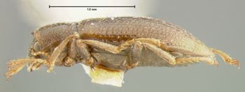 Media type: image;   Entomology 24458 Aspect: habitus lateral view